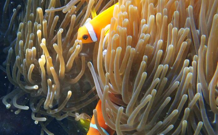 Pesce pagliaccio, 2024, foto subacquea