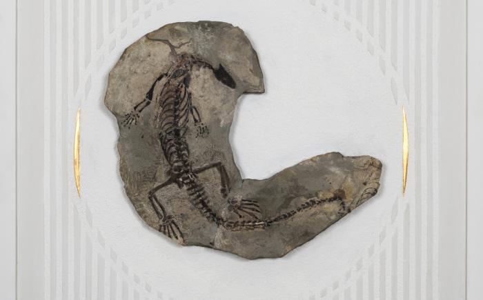 Quando l'homo sapiens non prendeva ancora granchi, 2020, supporto, intonaco, fossile, cm 77x77