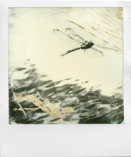 Libellula, 2023, polaroid con oro, 77 x 79 mm
