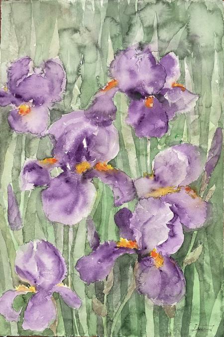 Viola (Iris), 2025, acquerello 38x56 cm